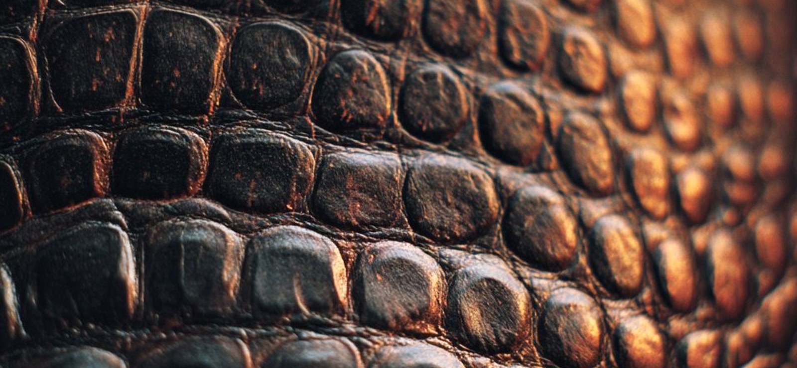 Exotic leather texture in warm, low light