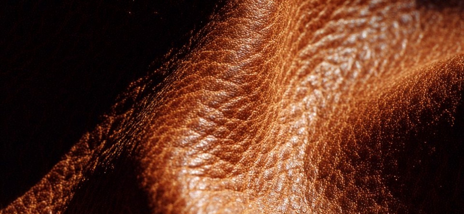 Warm full-grain leather catching low, raking light